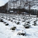 Blick zum Orthhof, Nordmanntannen, 5 Jahre alt, 2. Standjahr in der Kultur