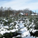 Nordmanntannen, erntereif