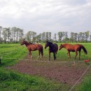 Sommerweide